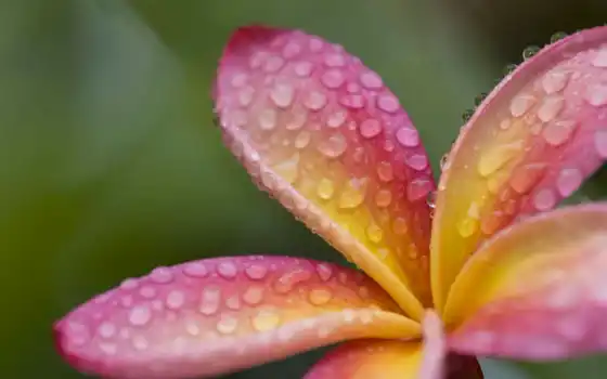 flowers, plumeria, raindrops, frangipani, роса, hawaii, розовый, 