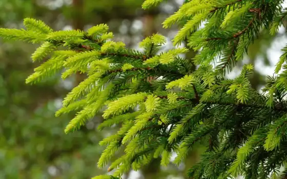 branch, pine, зелёный