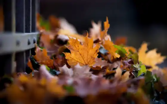 осень, лист, листва
