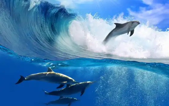 дельфины, дельфин, waves, море, океана, купить, чёрное, landscape, рамочка, прыгают, плакат, 