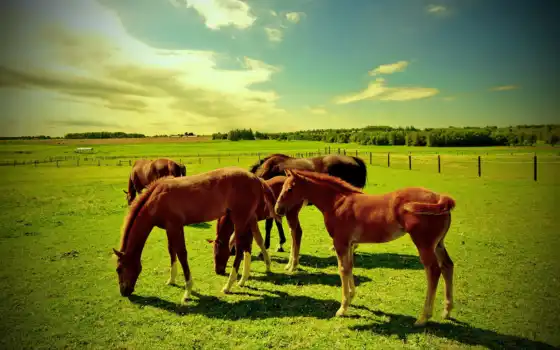лошади, лошадей, стадо, белые, поле, пасутся, дикие, желтом, лошадь, 
