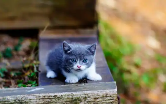 маленькие, котенок, голубые, большие, милые, серый