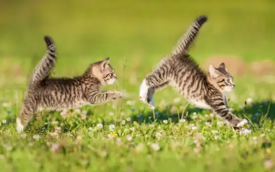 котенка, два, котенок, животни, кубка, петух, трио, завар, траве,