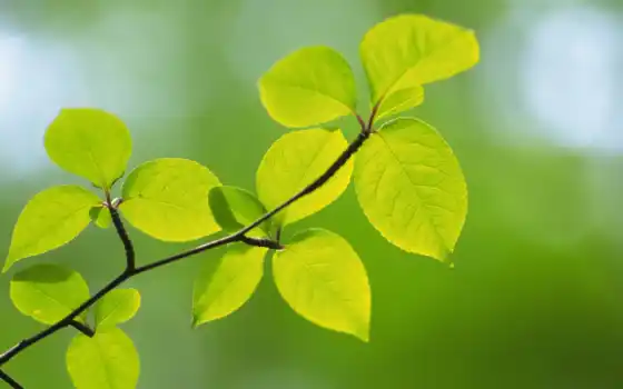 листва, макро, зелёный, весна, branch, зеленые, природа, color, 