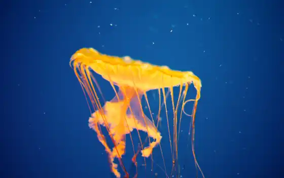 jellyfish, золотистый, marine, underwater, serial, море, cnidarium, fish, миро, сниматься