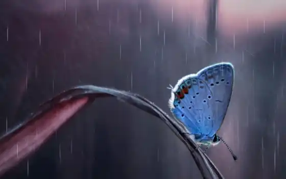 sauap, дождь, бабочка