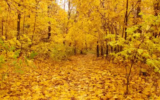 желтый, обои, осень, листья, фон, hd,