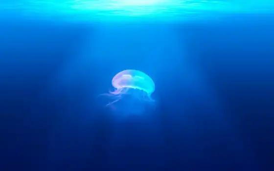 под водой, медуза, секс, прятаться, познавать