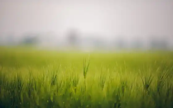 трава, поле, природа, туман