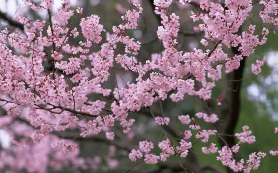 весна, природа, цветы, Сакура, деревья, цветение, лепестки, розовые, ветки, 