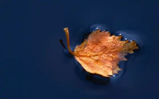 плавающий, water, leaf, 
