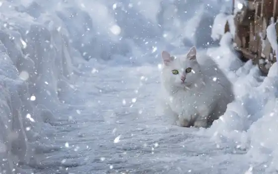 winter, снег, котенок, love, cute, кот, когда, погода