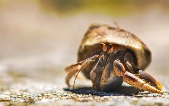 crab, отшельник