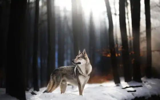 волкодав, волк, передний, чехословацкий, собака, смотреть, свет, дерево, ветвь, природа, осень