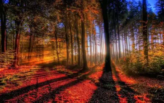 лес, заклепка, осень, деревья, ipad, свет, круглые,