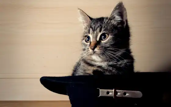 кот, шляпе, сидит, черной, 
