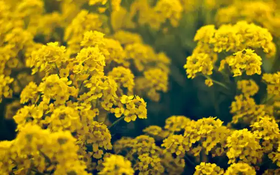 , цветы, жёлтые, весна 