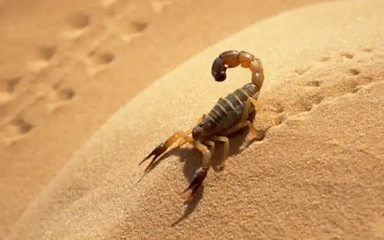 скорпион, пустыня, животное, песок, пустыни,
