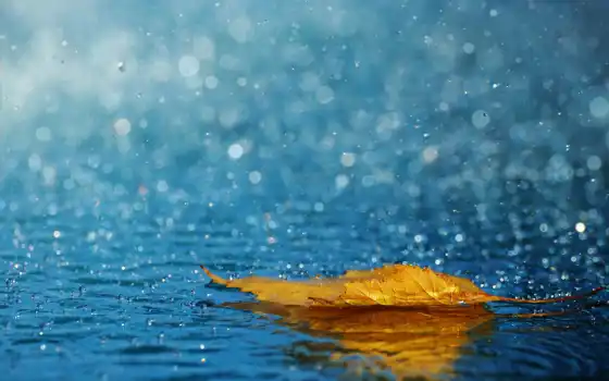 дождь, капли, лист, осень, water, ipad, дождя, 