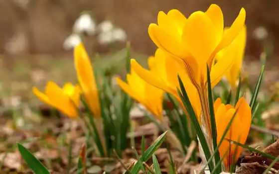 cvety, желтые, весна, feb, крокусы, pack, koi, март, time, трава, 