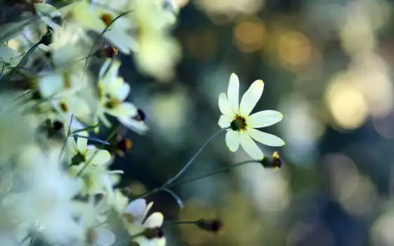 цветы, красивый, white, девушка, gentle, small
