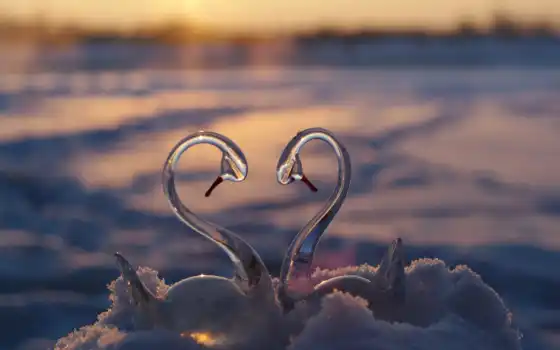 лебедь, хороший, утро, love, пара, птица, сердце, winter, white, снег, река