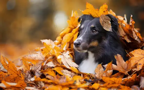 осень, собака, грусть, морда, лист, глаз, взгляд, side, park, щенок, leaf