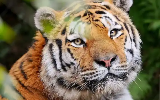 тигр, взгляд, морда, усы, довольный, картинка, картинку, 