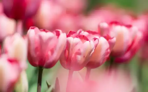 cvety, тюльпаны, весенние, ipad, resolutions, apple, tulips, 