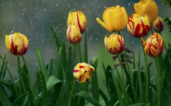 дождь, tulips, flowers, коллекция, wet, red