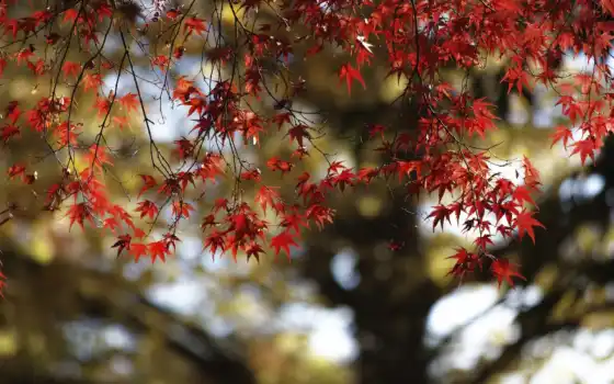 осень, клняки, древесина, лес, широкие листья