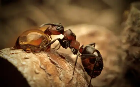 муравьи, ant, они, едят, макро, яndex, pet, муравьев, точно, card, живут, 