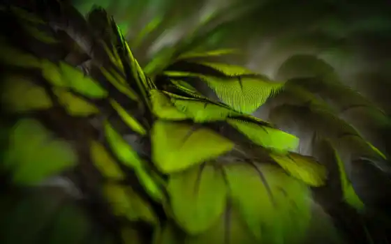 зелёный, перышко, попугай, текстура, птица, amazon, leaf, песнь