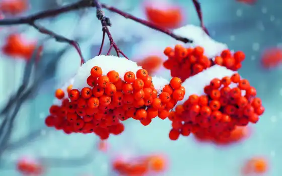 рябина, снег, stokovyi, ягода, фото, диета, цена, branch, available, winter, eliseev