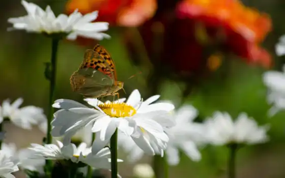 бабочка, цветы, id