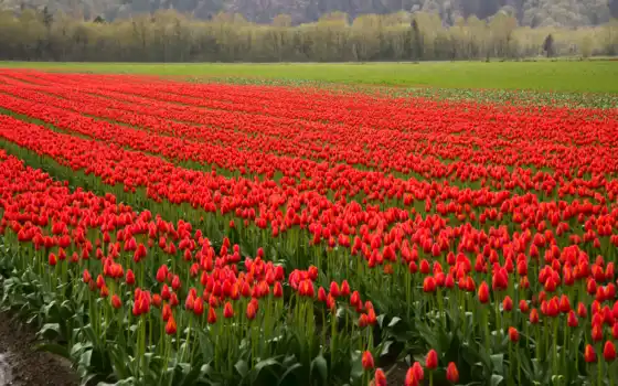 красный, тюльпаны, ряды, поле, фото, запас, бесплатно, тюльпан, изображения,