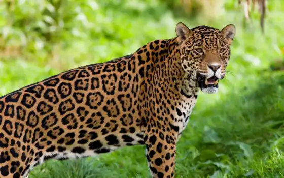 jaguar, пелигро, zhivotnye, extinción, mexico, может, посмотрят, снится,