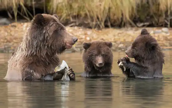 медведь, животное, вода, русская, рыболовецкий, деревянный, широкоформный, например, центр, центр