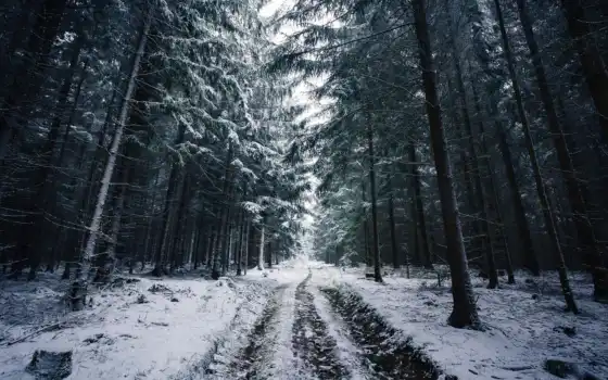 лес, норвегия, зима