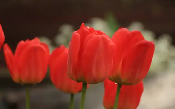 красное, фото, цветы, тюльпаны, весна, тюльпаны, цветы,