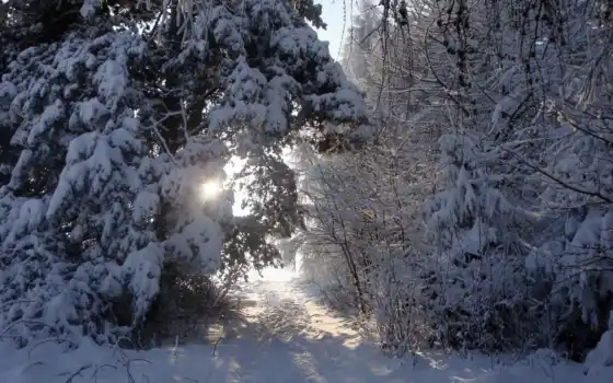 зима, горные лучи, света, деревья, время, год, любимые, дорогу,