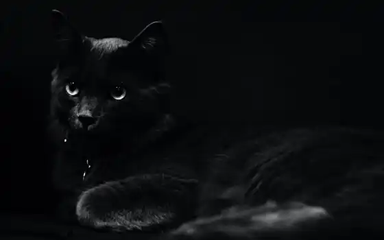 кот, birthday, black