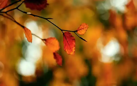 осень, branch, makryi, pantalla