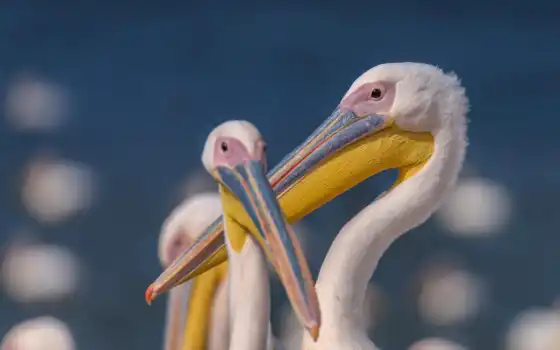 большой, белый, пеликан