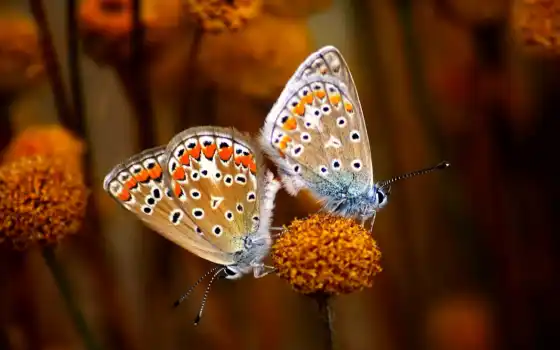 бабочки, mariposas, насекомые, life, imágenes, apareamiento, разноцветьем, puzzles, fondos, butterflies, 