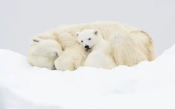 медвежонок, полярный, белый, животный, малыш, взгляд
