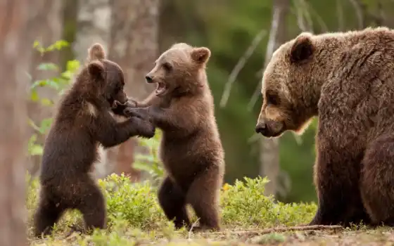 medvezhonok, медведь, два, игривые, животное, лес, горки, ursa
