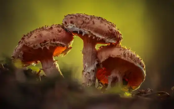 mushroom, природа