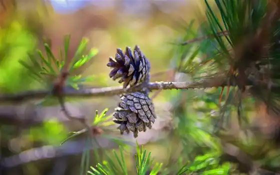 pine, дерево, virginiana