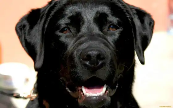 обои на рабочий стол, красивые картинки, картинки для ipad, обои для android